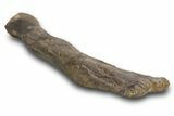 Fossil Sauropod (Camarasaurus) Radius Bone - Wyoming #379484-4
